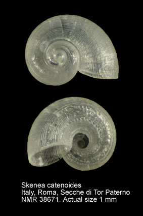Skenea catenoides.jpg - Skenea catenoides(Monterosato,1877)